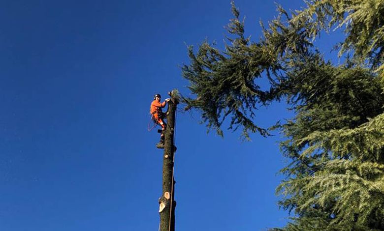 tree climbing bergamo